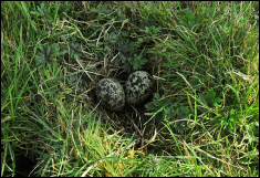 Eerste kievitsei Vogelwacht Bolsward. 13-03-2017 (2kl).jpg