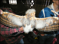 vogelwacht uilen 024.JPG