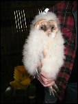 vogelwacht uilen 011.JPG